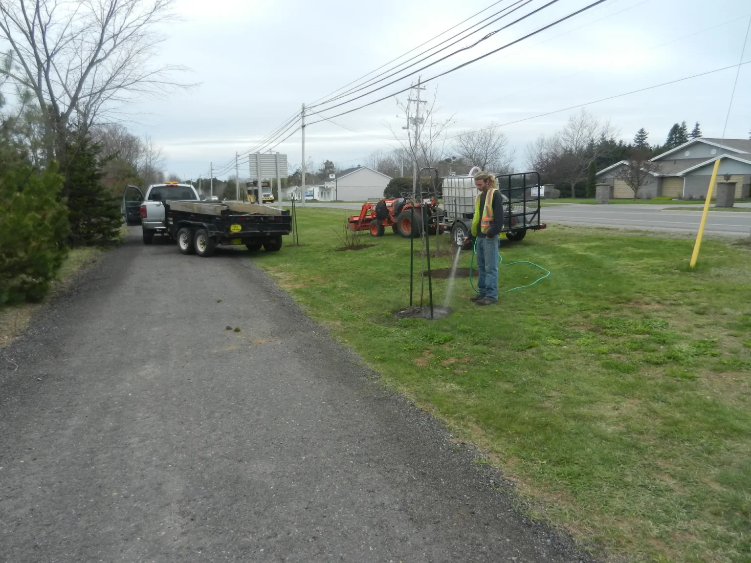 Public works staff planting trees along Main Street