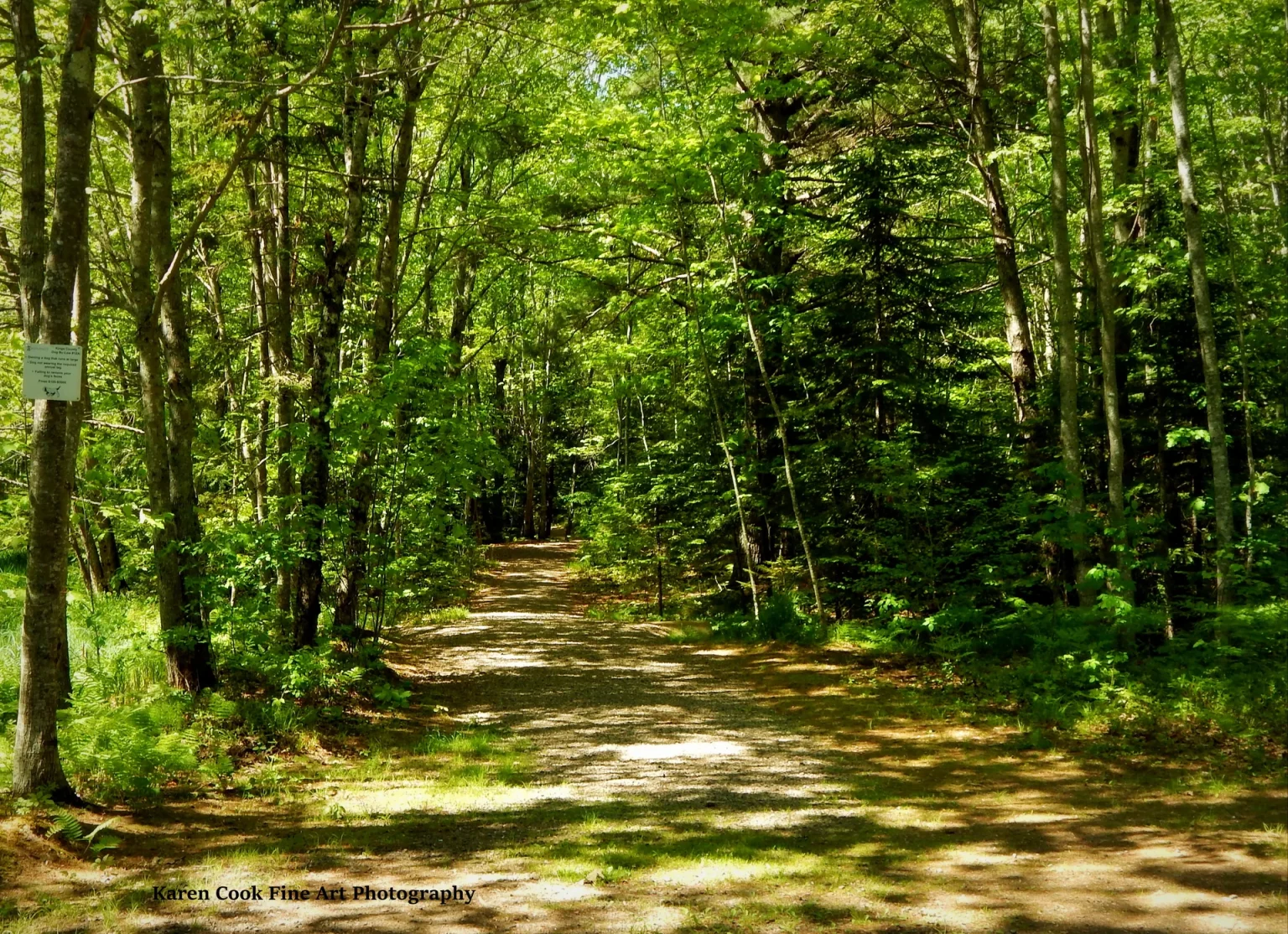 A shaded walking trail