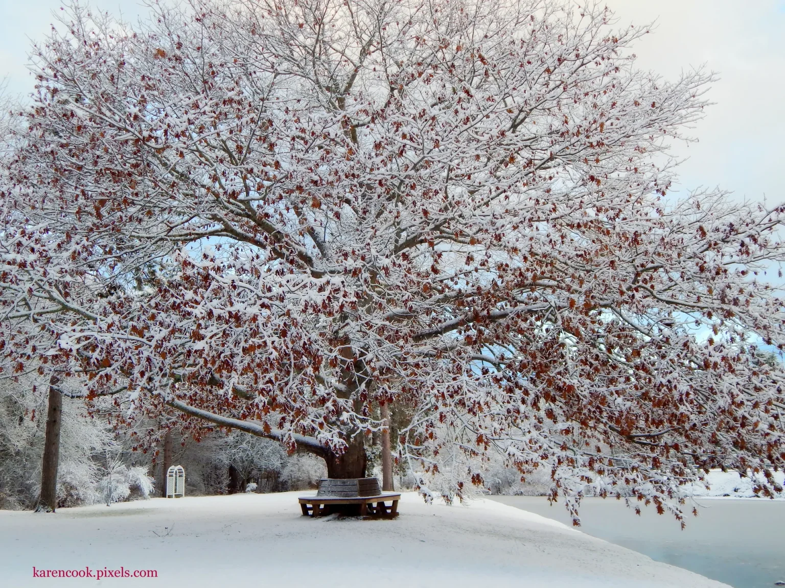A snow-covered tree in Stronach Park